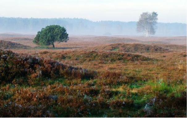 Het Pestrupergrafveld in Noord-Duitsland is het enige urnenveld in Europa dat net zo uitgestrekt en groot is als de Boshoverheide